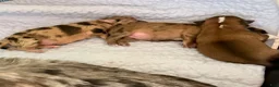 Chihuahua dogs for sale: Chihuahua 2 - Ad 27