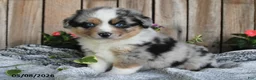 Miniature Australian Shepherd dogs for sale: Pancho - Ad 5