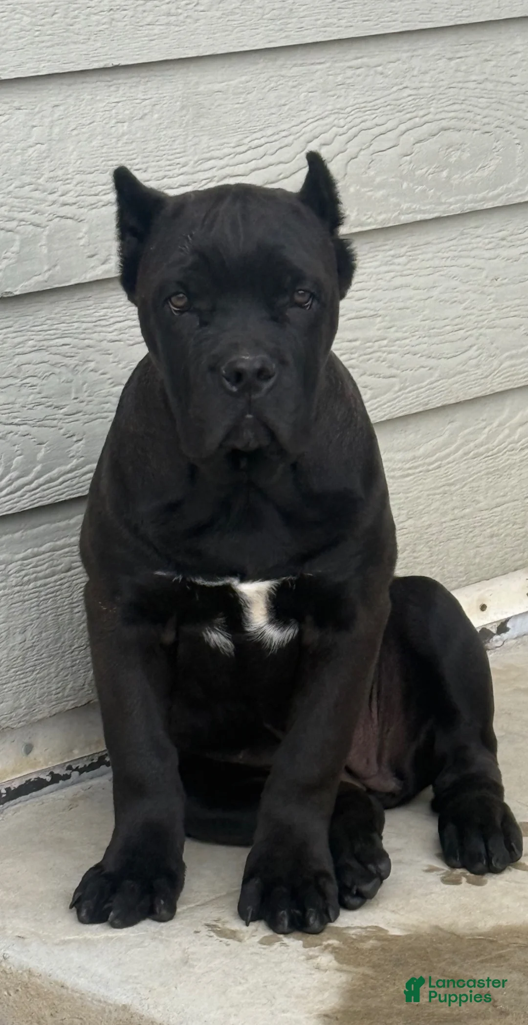 Cane Corso dogs for sale: Trouble - Ad 10