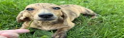 Miniature Dachshund dogs for sale: Cream Brindle - Ad 6