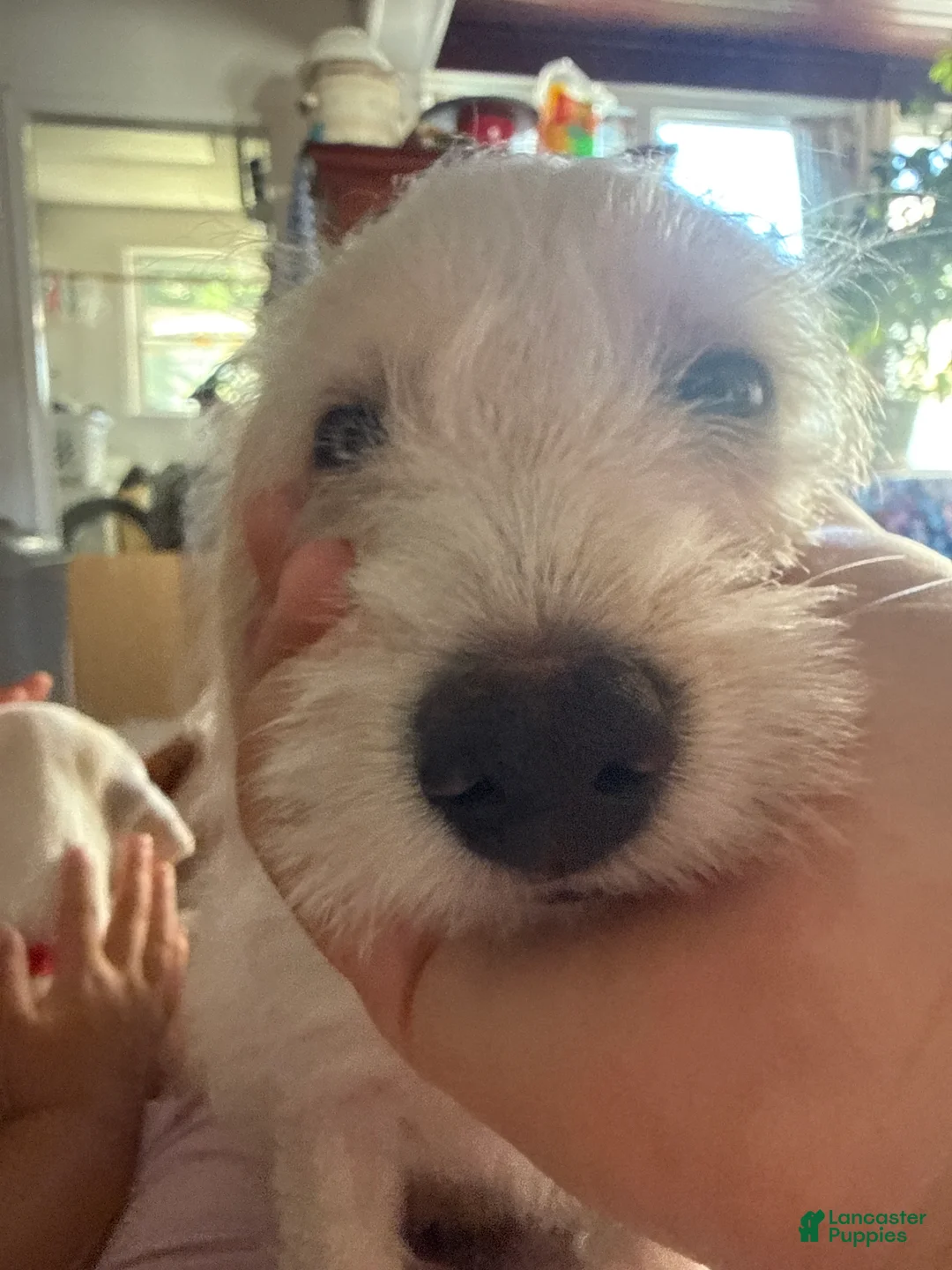 Mixed Breed dogs for sale: 🧡 Orange Collar Boy 🧡 - Ad 2