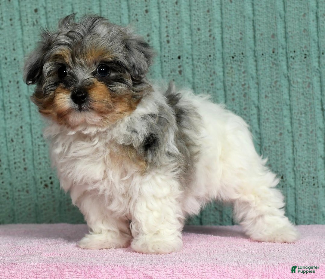 Pomapoo dogs for sale: Belle - Ad 2