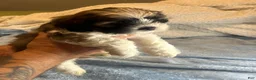 Teddy Bear dogs for sale: Cisco - Ad 2