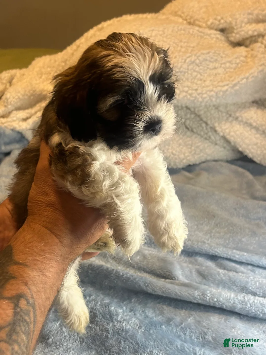 Teddy Bear dogs for sale: Cisco - Ad 2