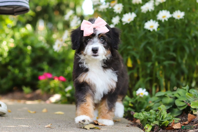 Mini Bernedoodle dogs LuLu - Ad 1