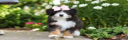 Mini Bernedoodle dogs for sale: LuLu - Ad 1