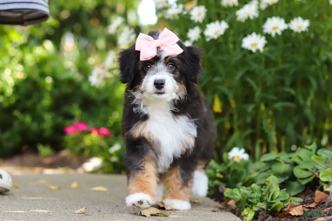 Mini Bernedoodle dogs for sale: LuLu - Ad 1