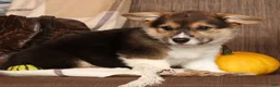Welsh Corgi Pembroke dogs for sale: Trixie - Ad 3