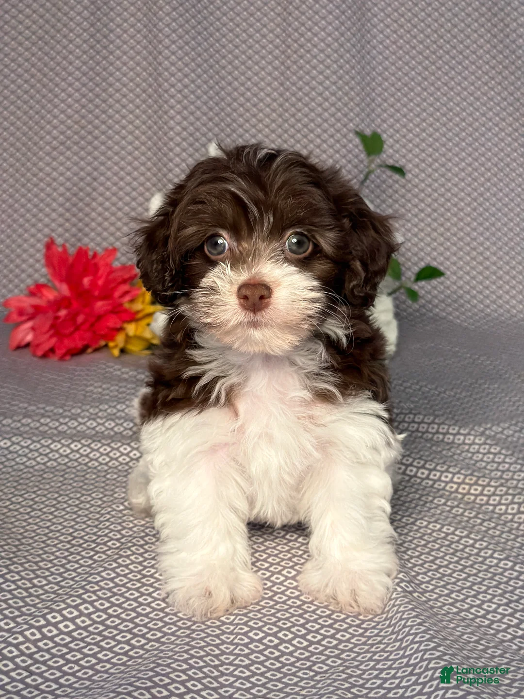 Havapoo dogs for sale: Eva - Ad 1