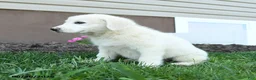 Maremma Sheepdog dogs for sale: Evie - Ad 5