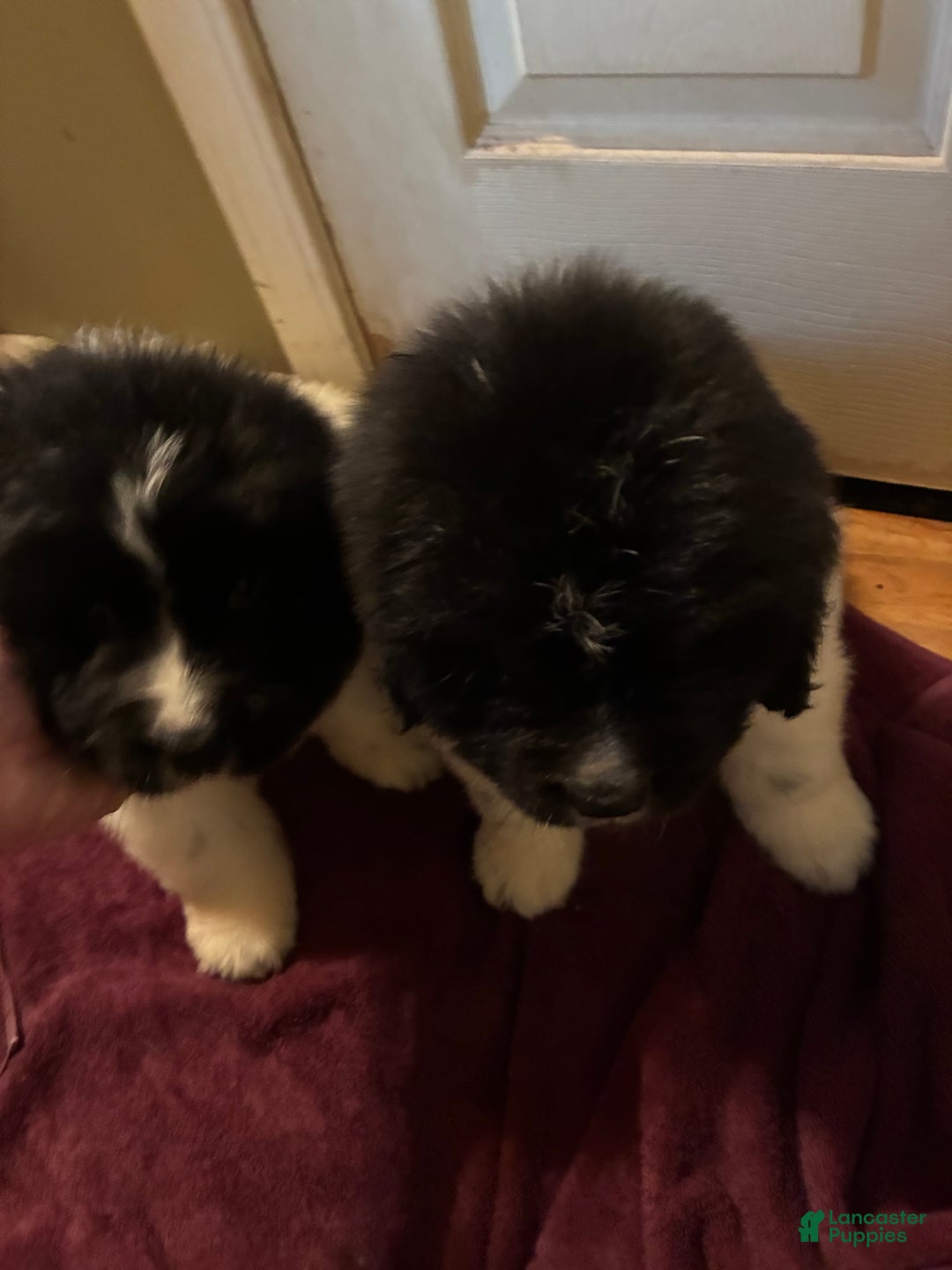 Newfoundland dogs for sale: Newfoundland Puppy 3 - Ad 19