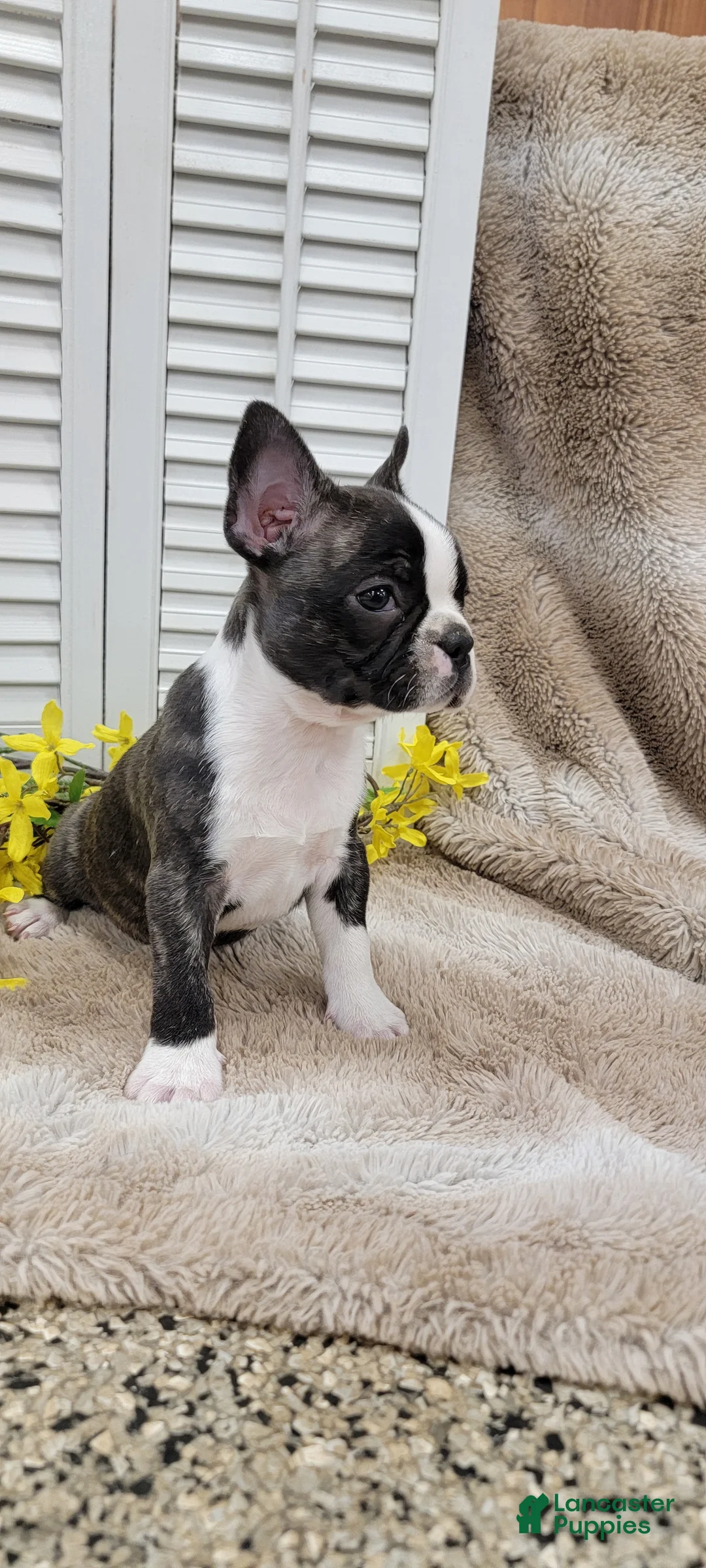 Frenchton dogs for sale: Emmy - Ad 13