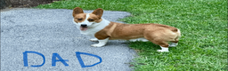Welsh Corgi Pembroke dogs for sale: Bonnie - Ad 7