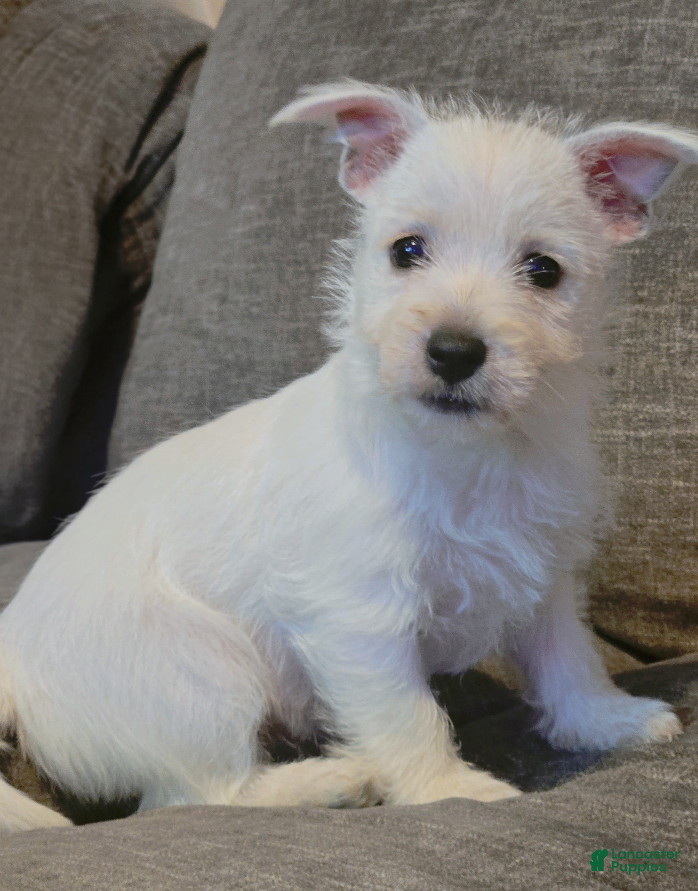 West Highland Terrier dogs Samantha - Ad 13