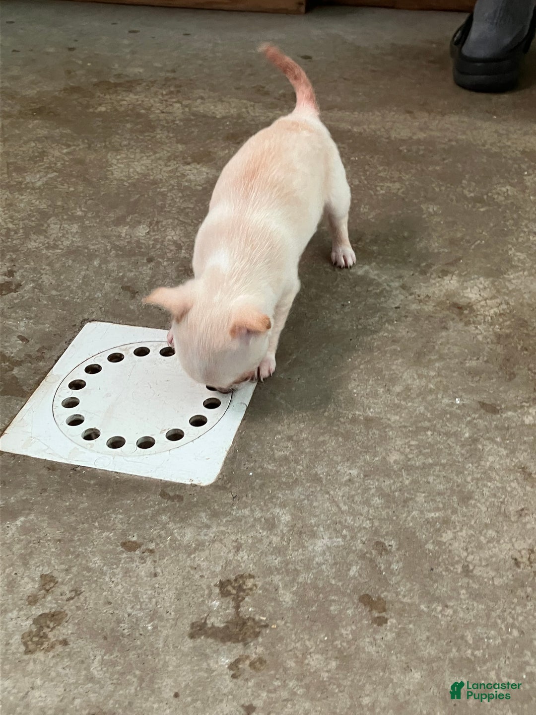 Chihuahua dogs for sale: Sneaky  - Ad 4