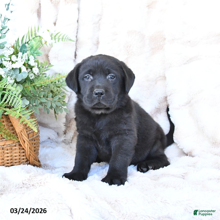 Labrador Retriever dogs Finn - Ad 1
