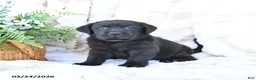Labrador Retriever dogs for sale: Finn - Ad 1