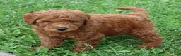 Mini Goldendoodle dogs for sale: Bella - Ad 17
