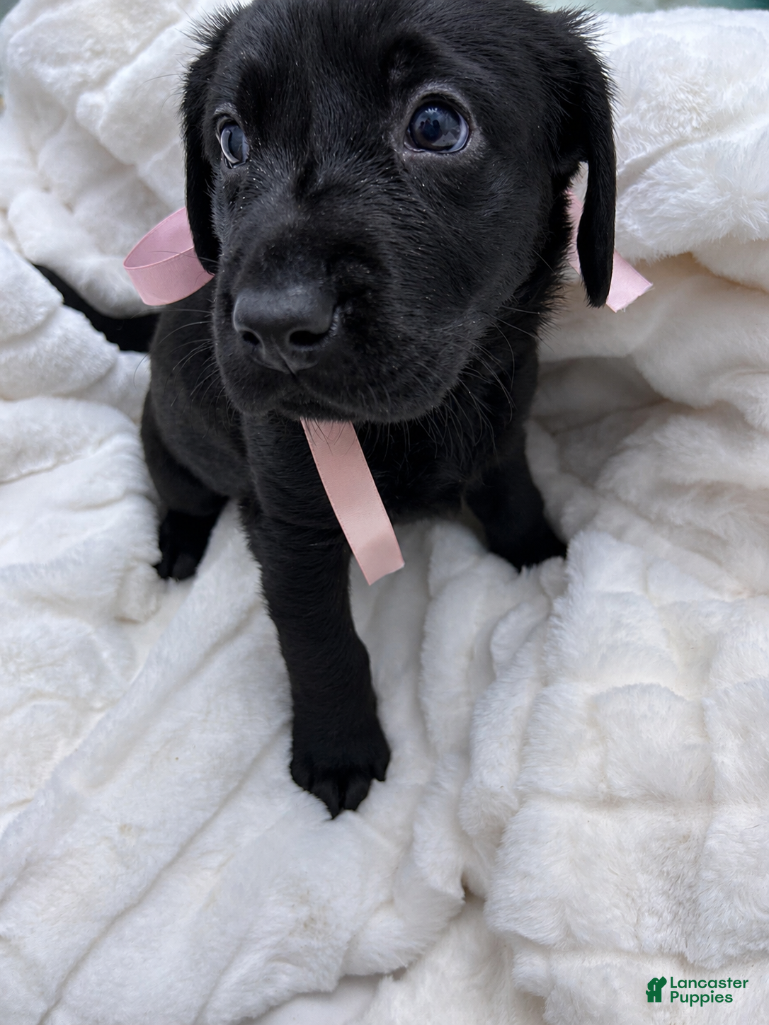 Labrador Retriever dogs Labrador Retriever 5 - Ad 1