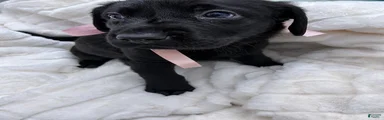 Labrador Retriever 5
