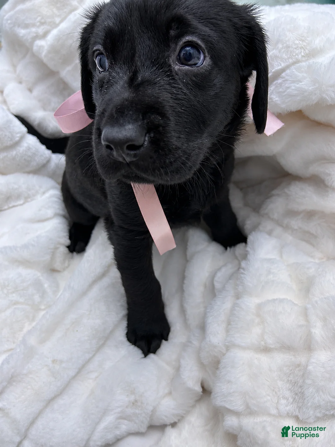 Labrador Retriever dogs for sale: Labrador Retriever 5 - Ad 1