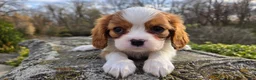 Cavalier King Charles Spaniel dogs for sale: Zion - Ad 14