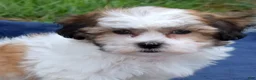 Teddy Bear dogs for sale: Chowder  - Ad 3