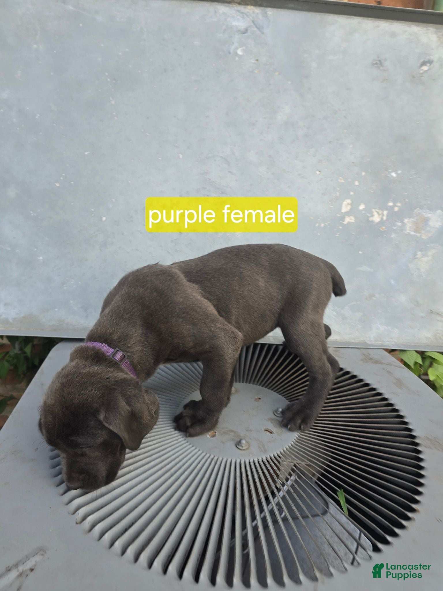 Cane Corso dogs Cane Corso 2 - Ad 2