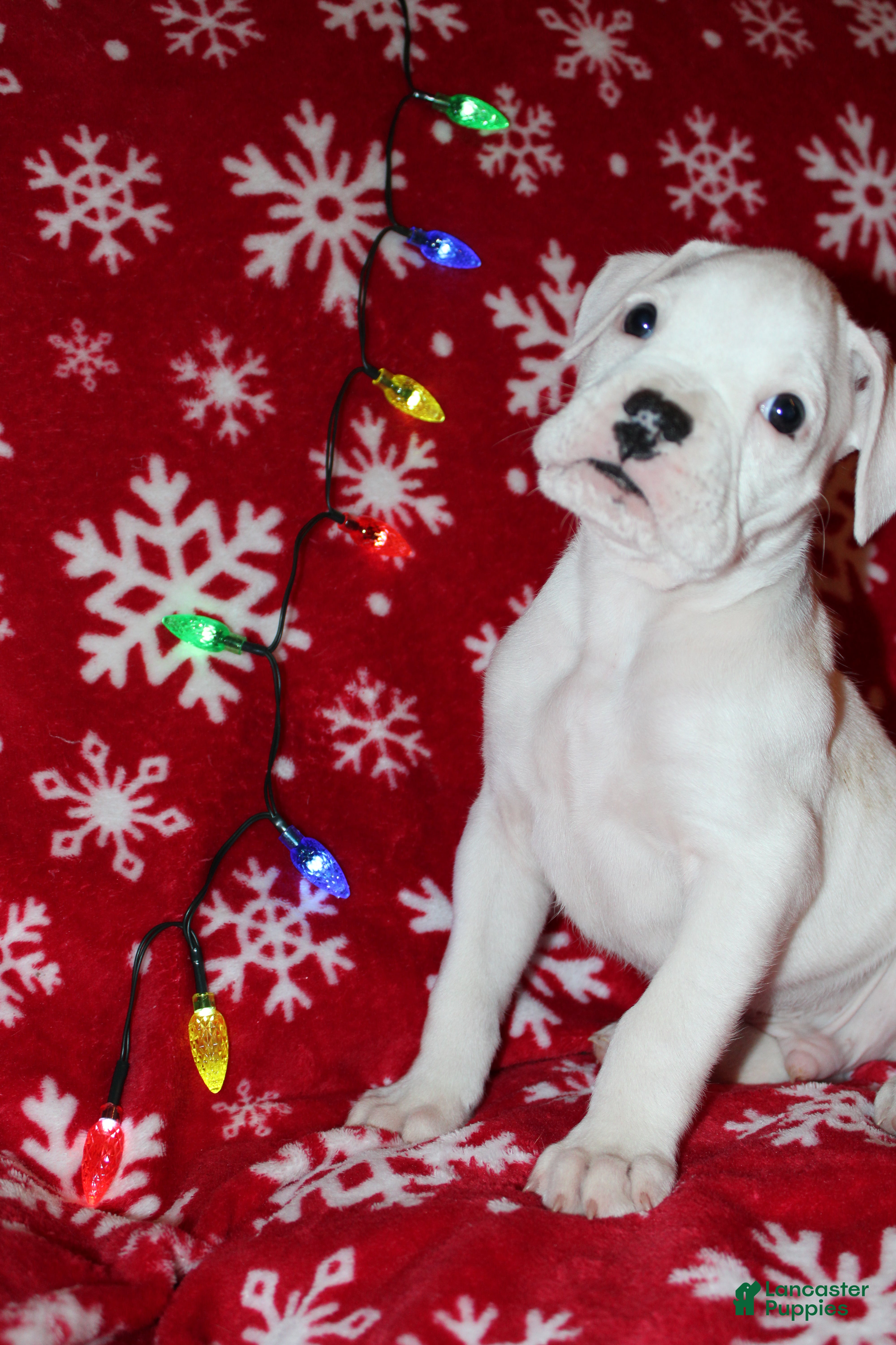 Boxer dogs Sly - Ad 19