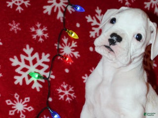 Boxer dogs Sly - Ad 5