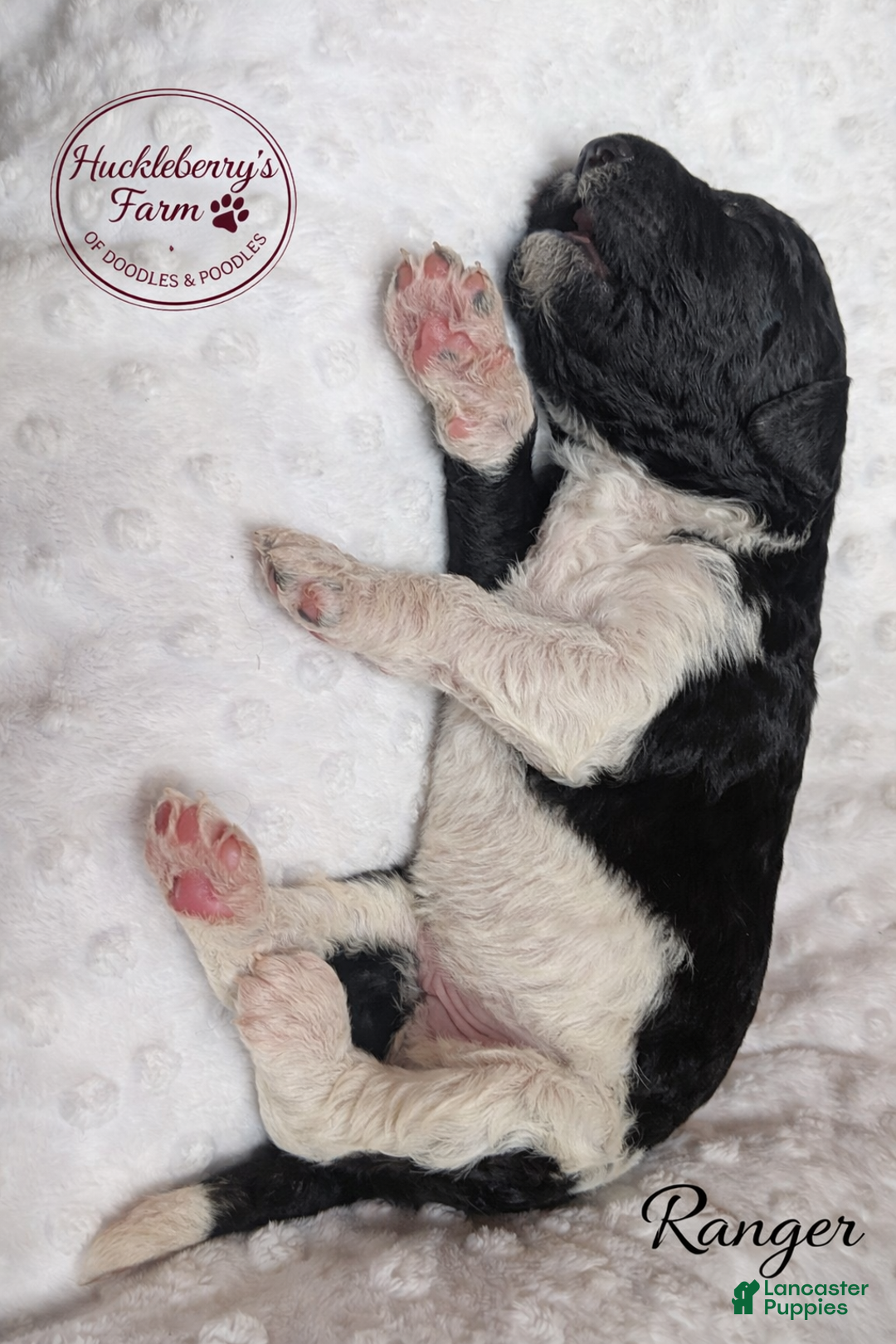 Goldendoodle dogs for sale: Ranger F1B  - Ad 1