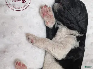 Goldendoodle dogs Ranger - Ad 20