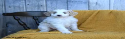 Goldendoodle dogs for sale: Brie - Ad 3