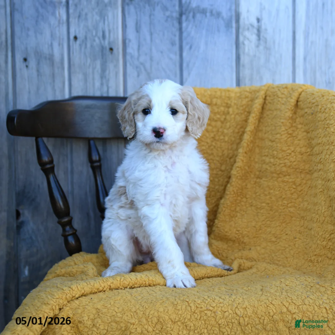 Goldendoodle dogs for sale: Brie - Ad 3