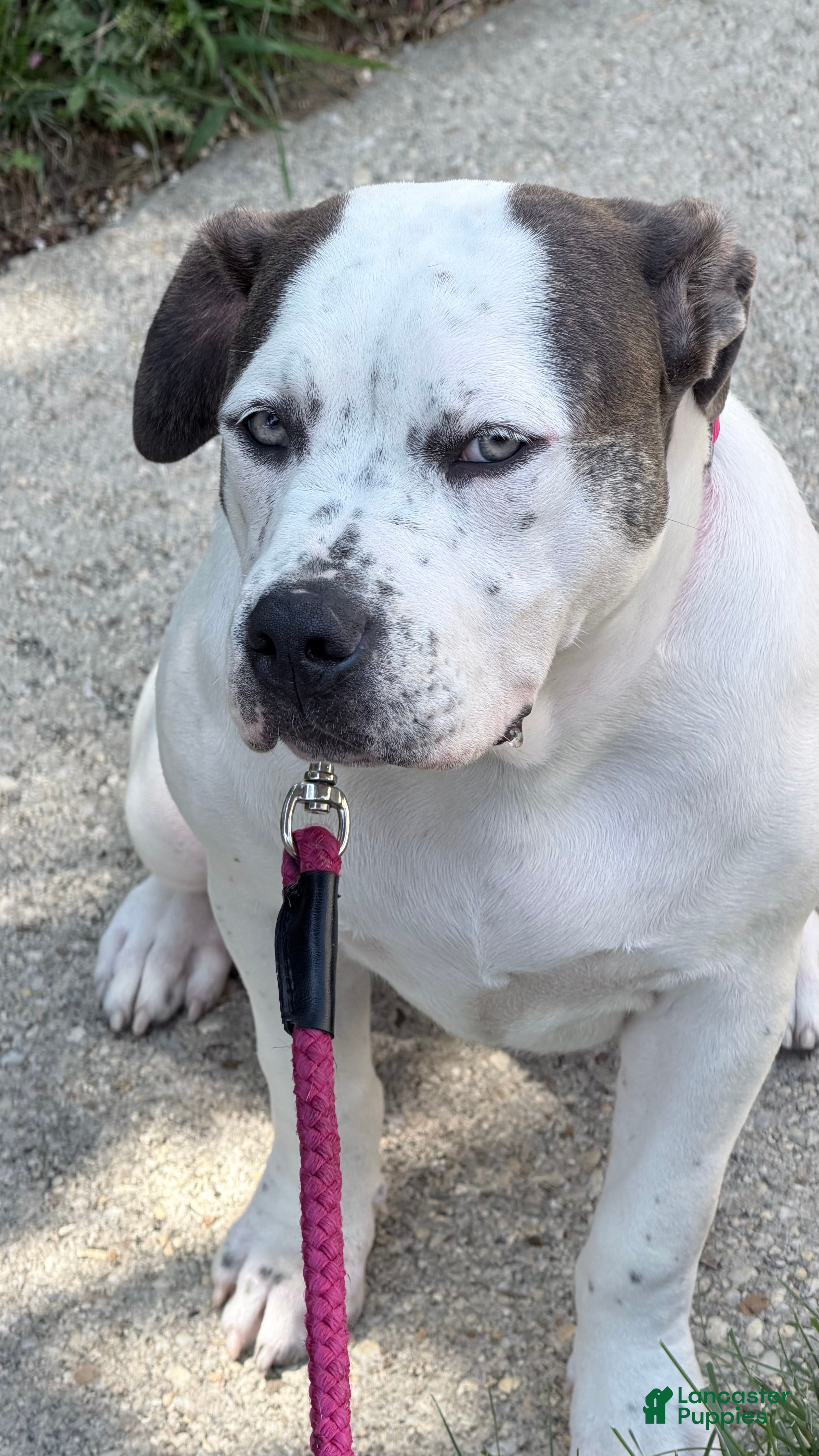 American Bully dogs American Bully Puppy BLANCA - Ad 1
