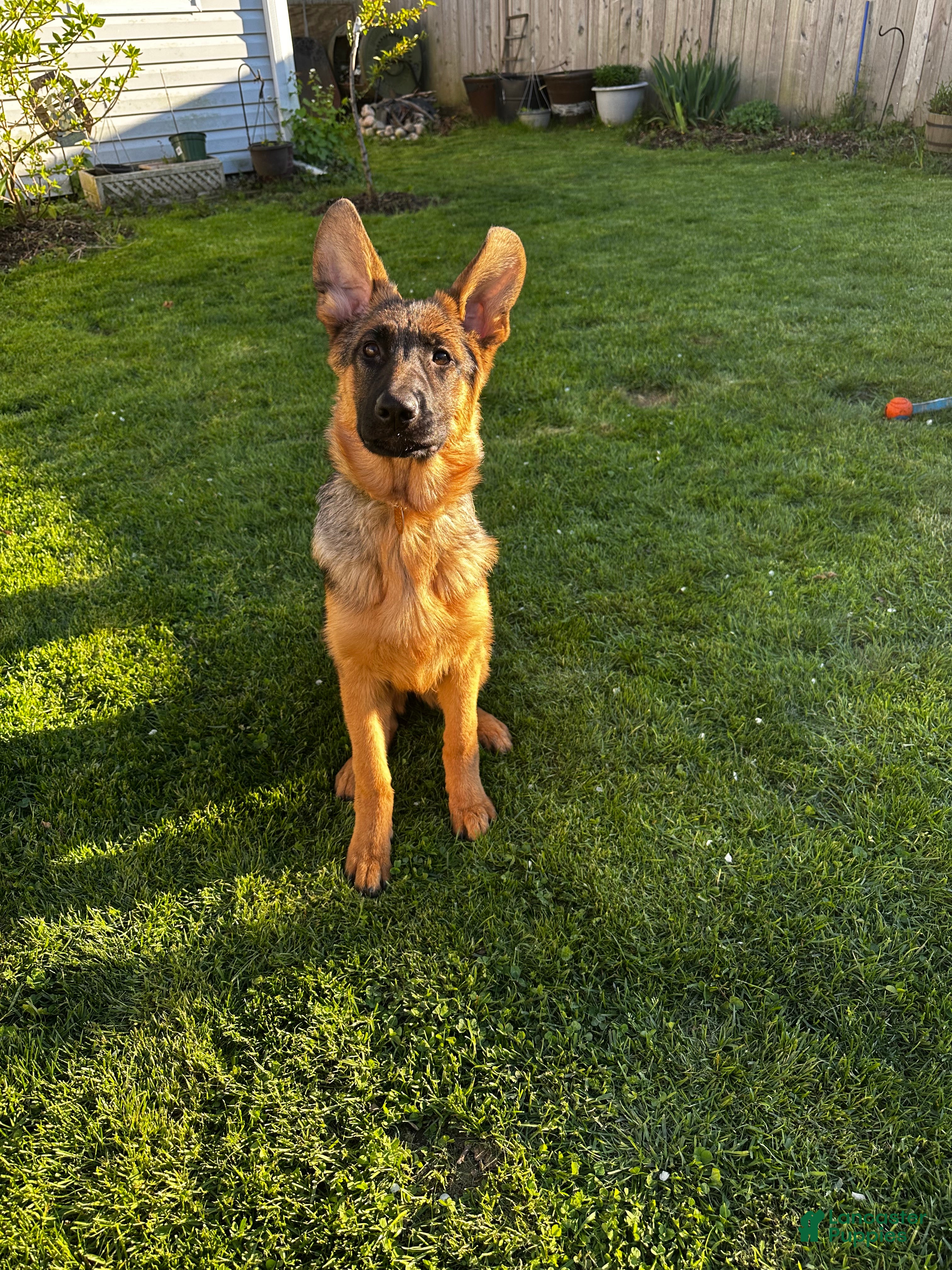 German Shepherd dogs Demi  - Ad 2