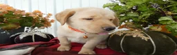Labrador Retriever dogs for sale: Labrador Retriever 6 Sherbert - Ad 2
