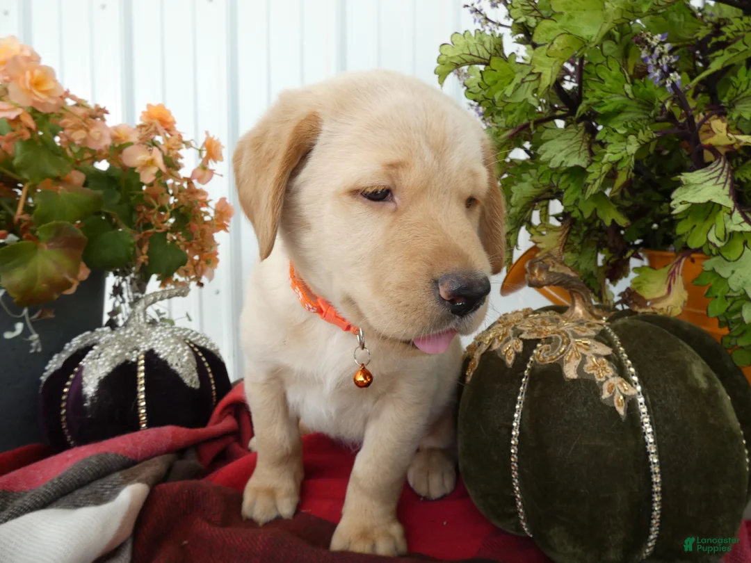 Labrador Retriever dogs for sale: Labrador Retriever 6 Sherbert - Ad 2