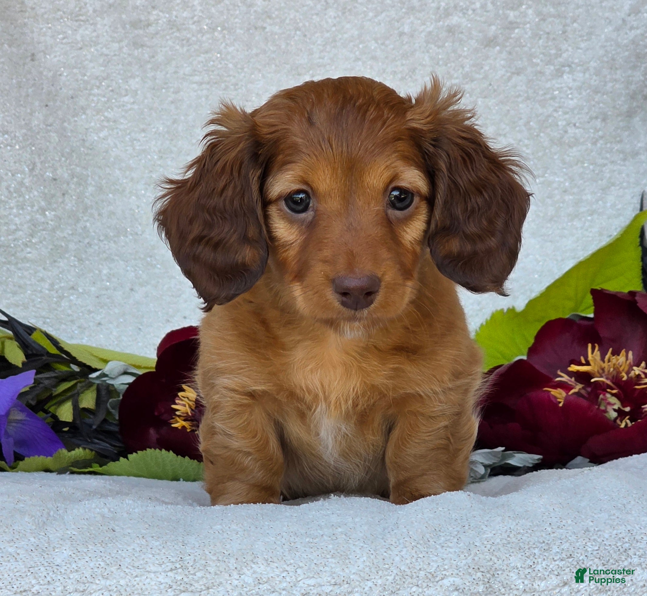 Miniature Dachshund dogs for sale: Liana - Ad 5
