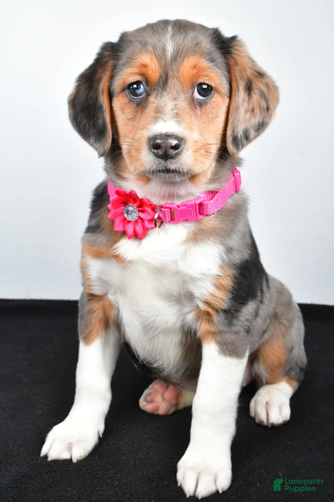 Mixed Breed dogs for sale: Tabbi - Ad 7