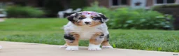Miniature Australian Shepherd dogs for sale: Mable - Ad 2