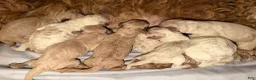 Goldendoodle dogs for sale: Cedar - Ad 2