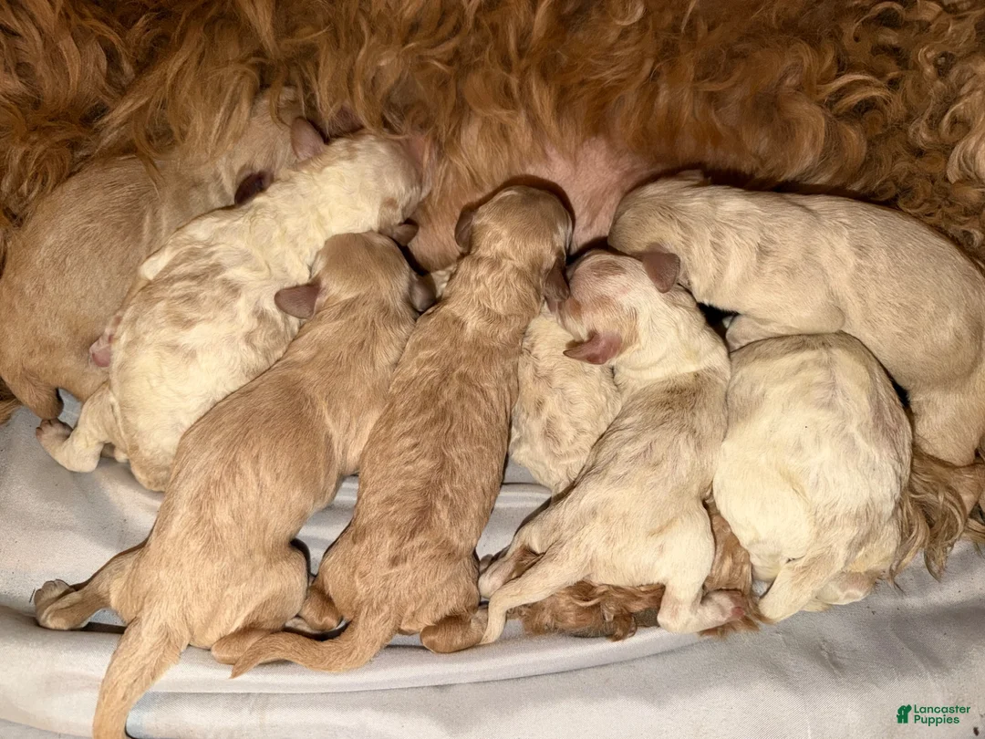Goldendoodle dogs for sale: Cedar - Ad 2