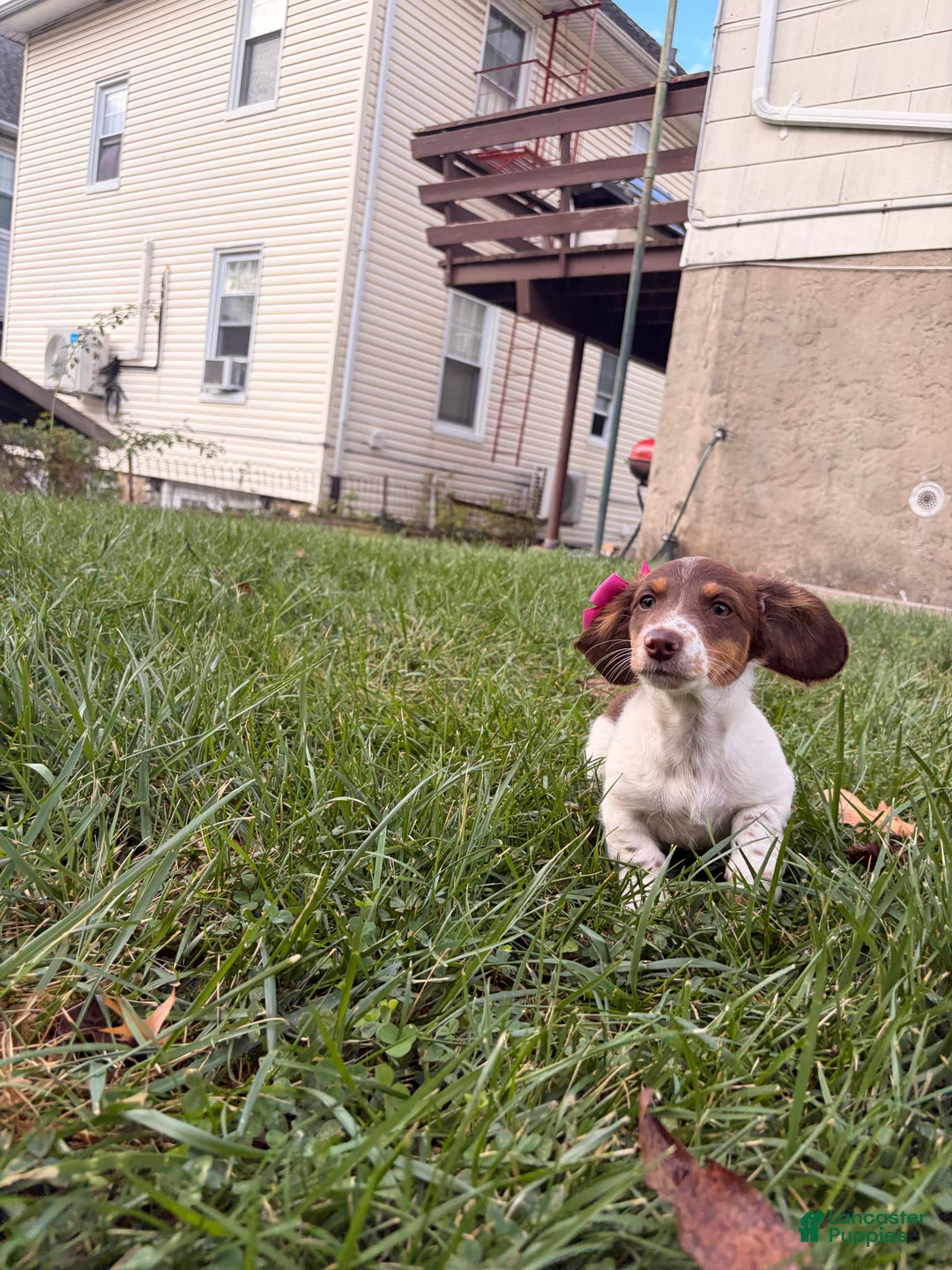 Miniature Dachshund dogs for sale: Nori - Ad 6