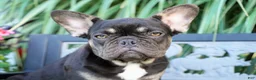 French Bulldog dogs for sale: Panda - Ad 17