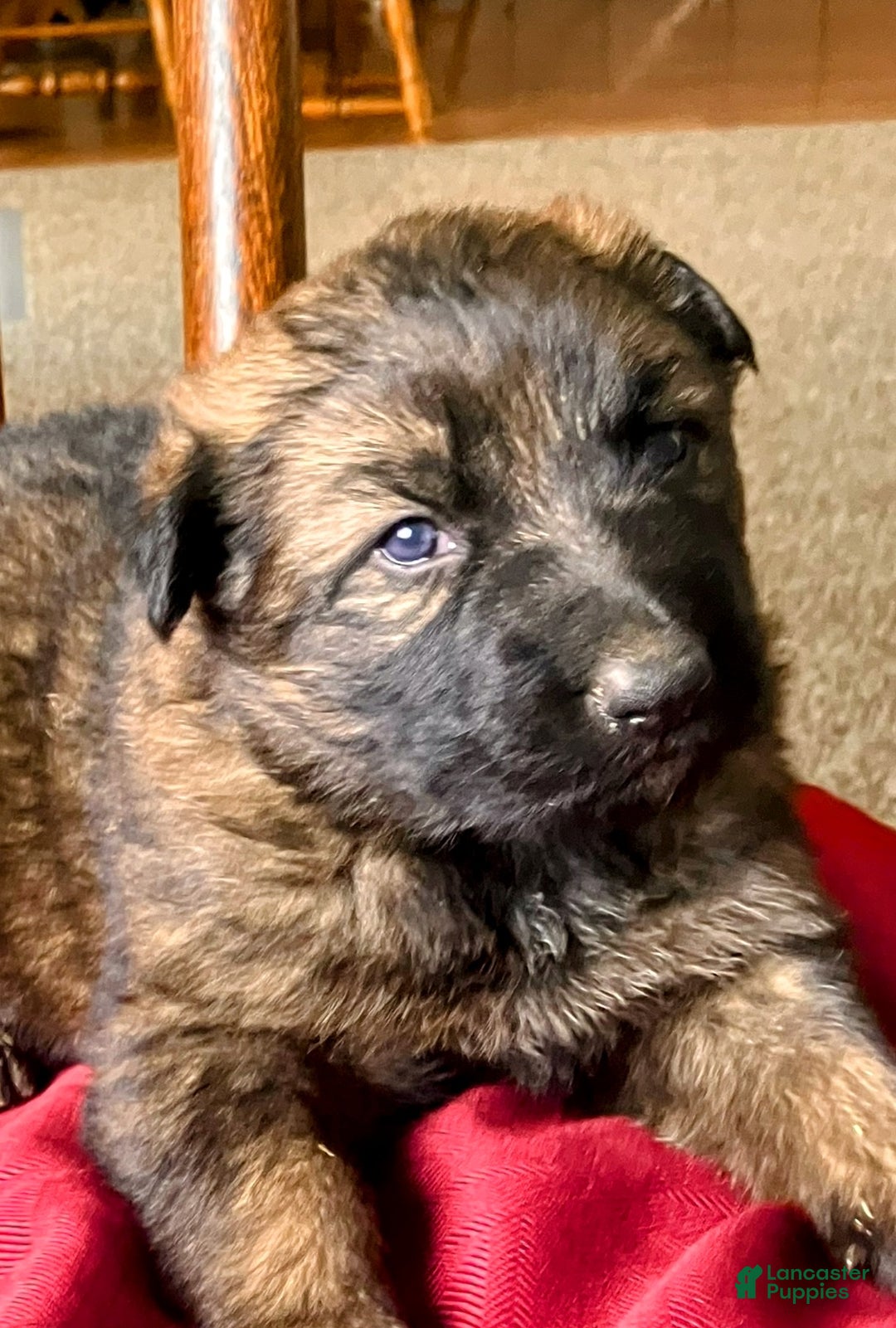 German Shepherd dogs for sale: ♥️KING♥️ - Ad 5