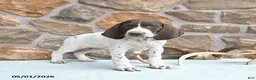 German Shorthaired Pointer dogs for sale: Flow  - Ad 2