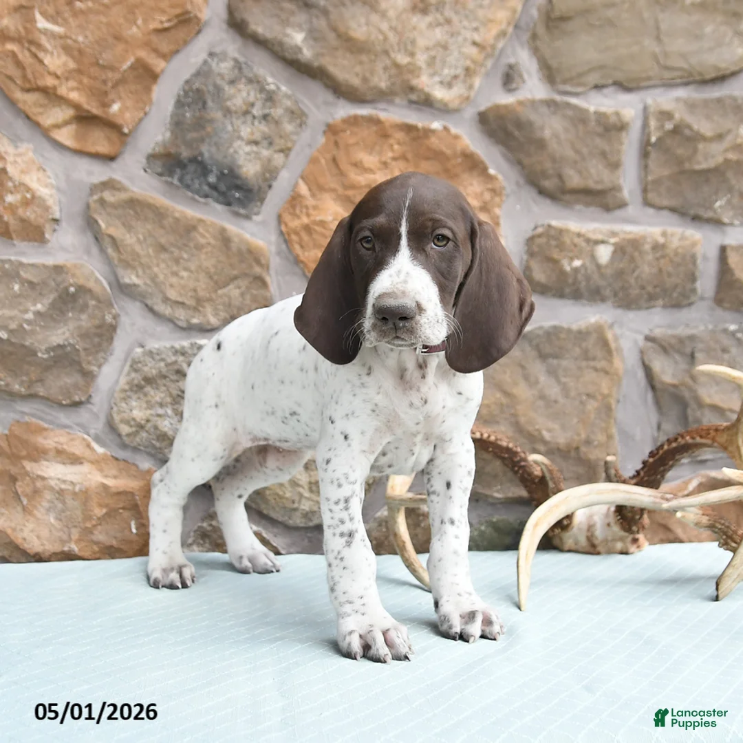 German Shorthaired Pointer dogs for sale: Flow  - Ad 2