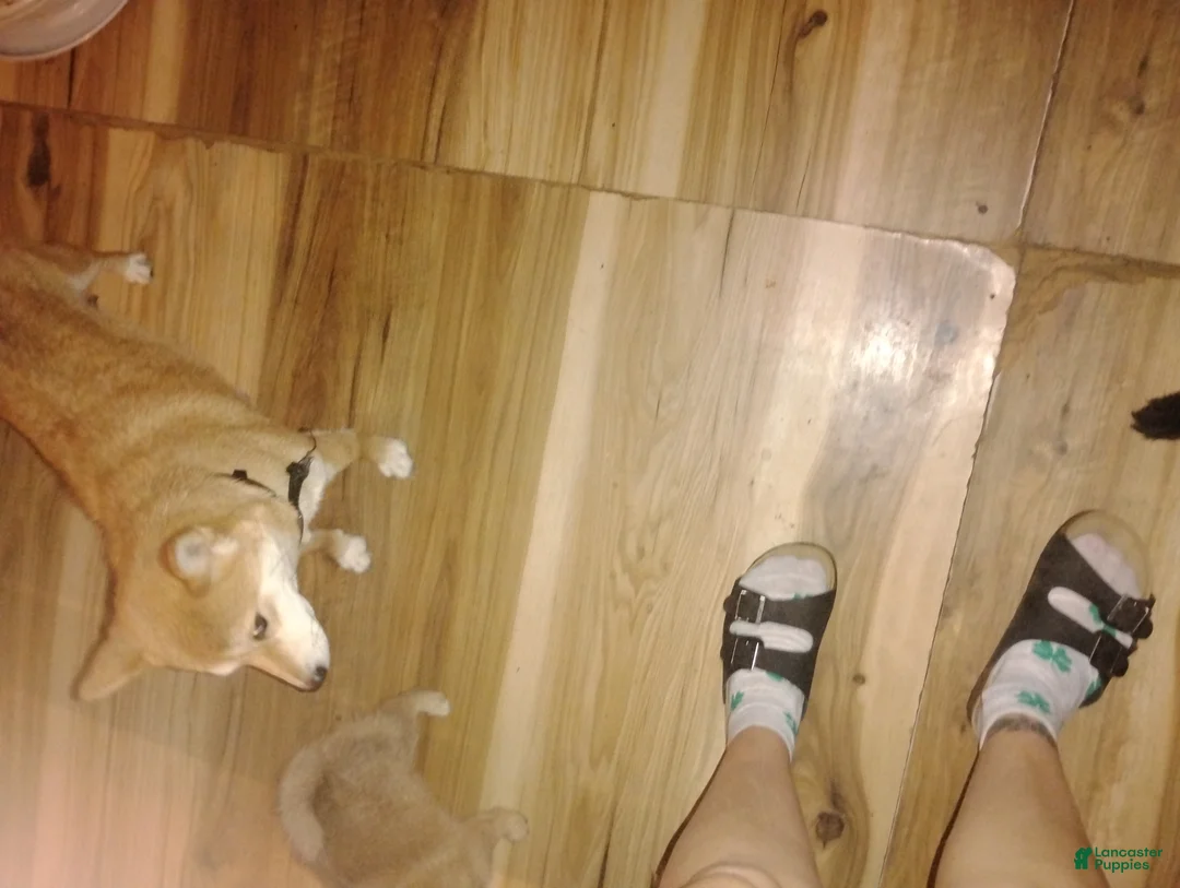 Mixed Breed dogs for sale: Mixed Breed Puppy 1 - Ad 11