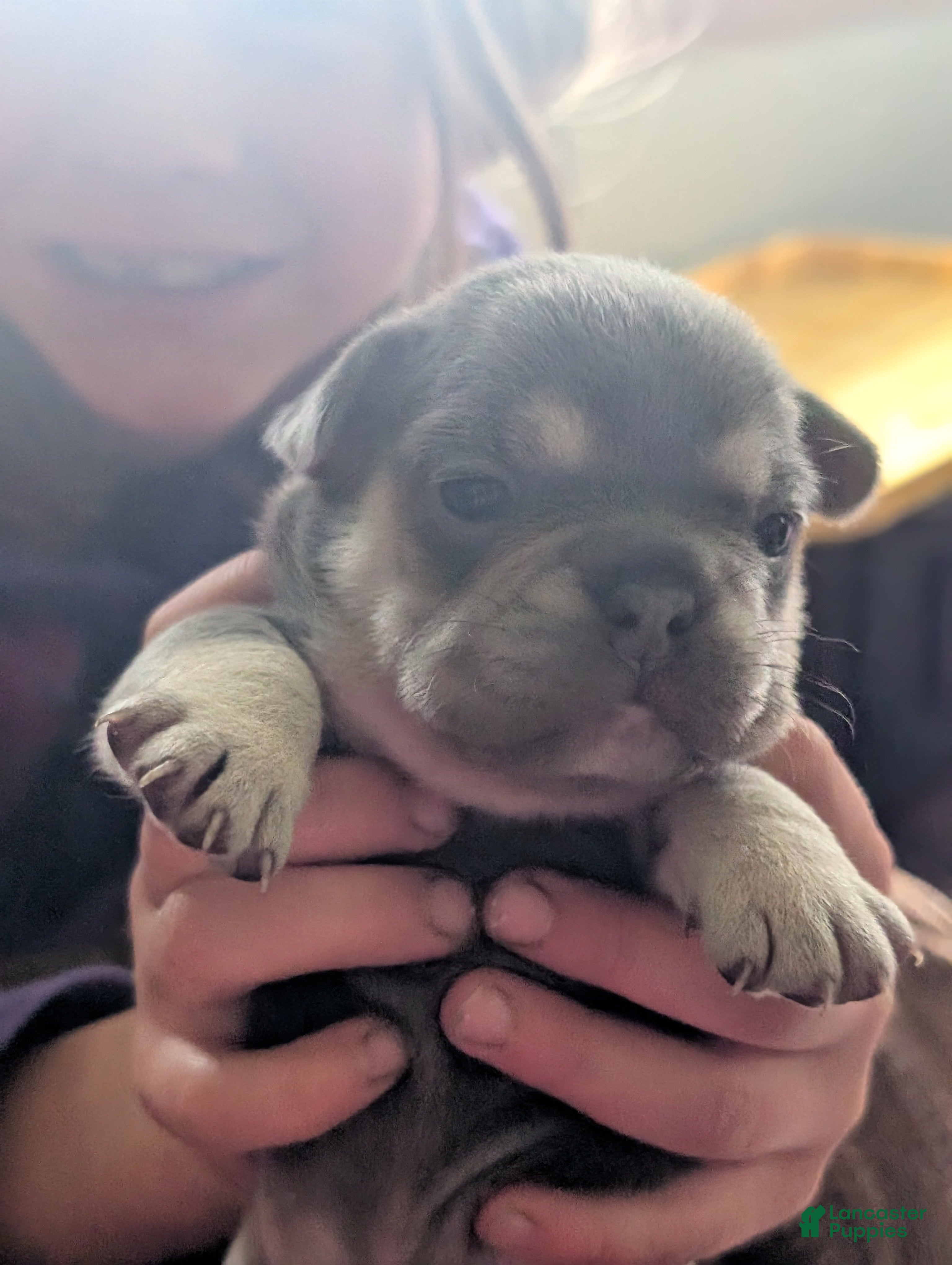 French Bulldog dogs Oatmeal  - Ad 15